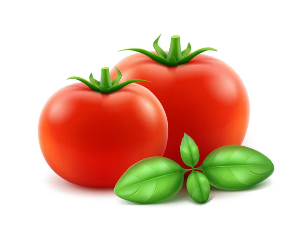 Tomates inteiros vermelhos com manjericão sobre fundo branco —  Vetores de Stock