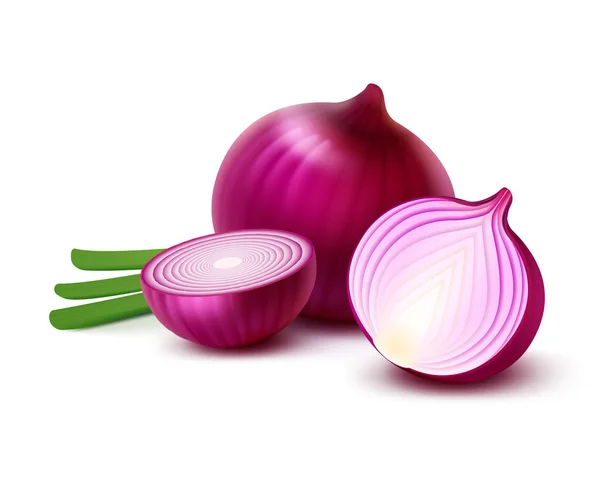 Whole and Sliced Red Onion Bulbs, Green Onions — Stock Vector