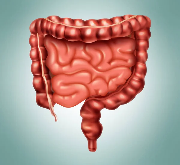 Intestino grueso y delgado — Vector de stock