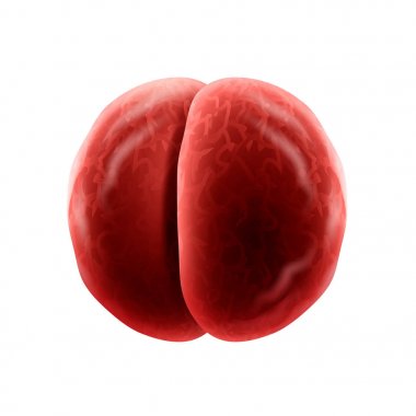 Diplococci bakteri hücre