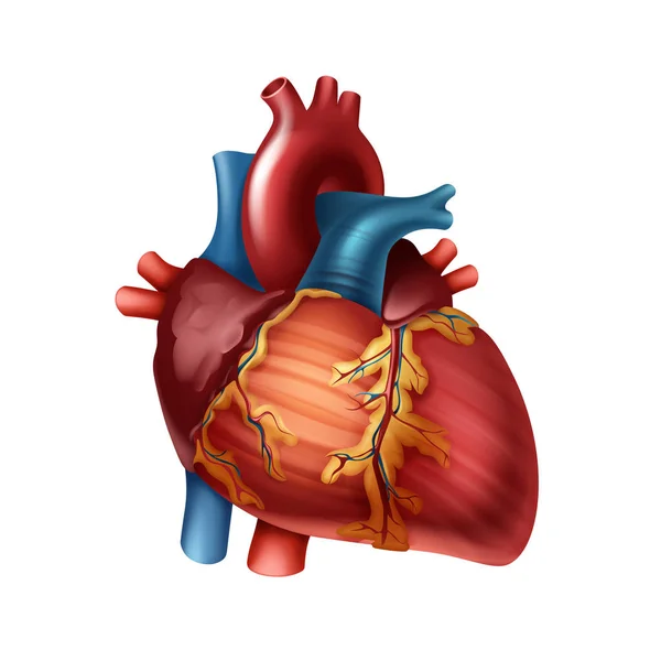 Anatomia do coração humano — Vetor de Stock