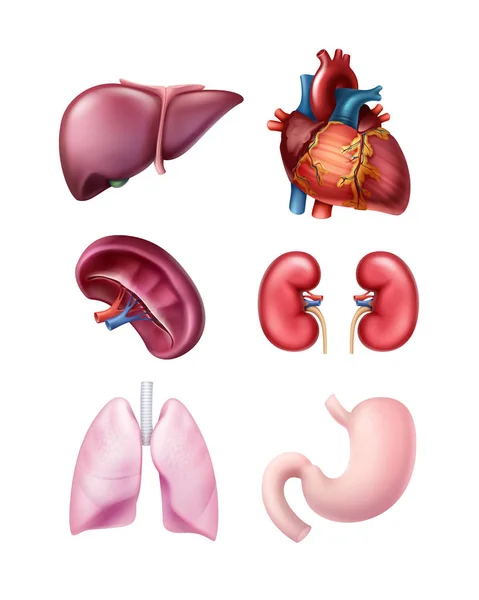 Satz menschlicher Organe — Stockvektor