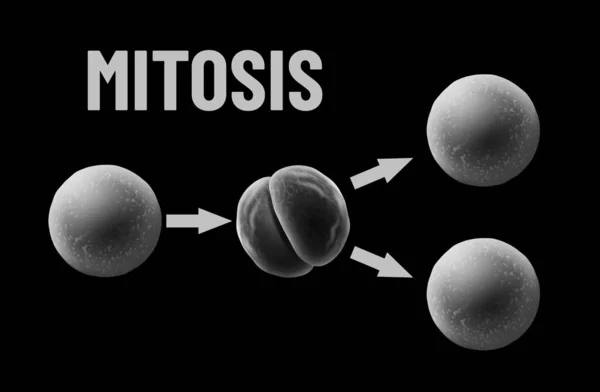 Ilustración vectorial monocromática de mitosis sobre fondo negro. Concepto de virus — Archivo Imágenes Vectoriales