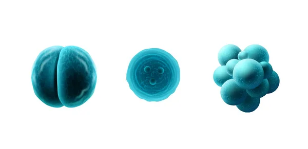 Mitosis, coronavirus, ilustración vectorial de estafilococo sobre fondo blanco aislado. Primer plano del virus del microscopio . — Vector de stock