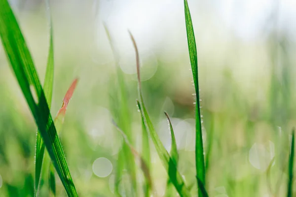 Весняний фон з зеленою травою і боке — стокове фото
