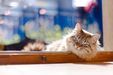 Güzel, uzun saçlı, mavi gözlü bir kedi balkonda oturuyor.