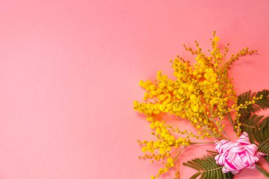Pembe arka planda sarı mimoza çiçekleri, anneler günü hediyesi.