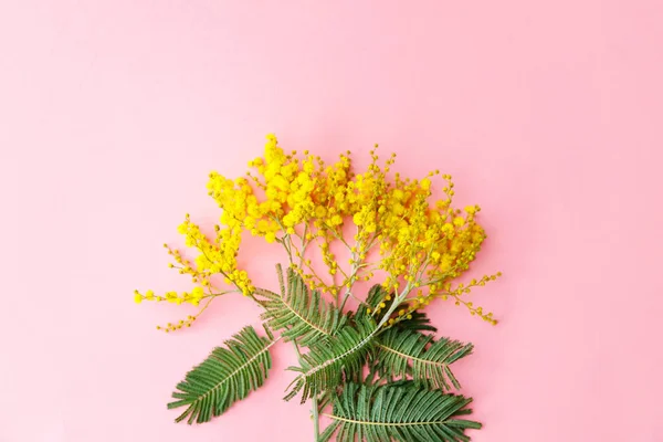 Flores de mimosa amarelas no fundo rosa, presente do dia da mãe — Fotografia de Stock