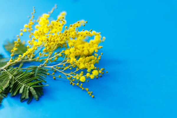 Amarelo mimosa flores no fundo azul, presente do dia da mãe — Fotografia de Stock