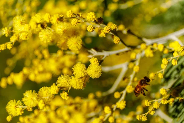 Bellissimi rami mimosa all'aperto, fiori gialli per la giornata delle donne — Foto Stock