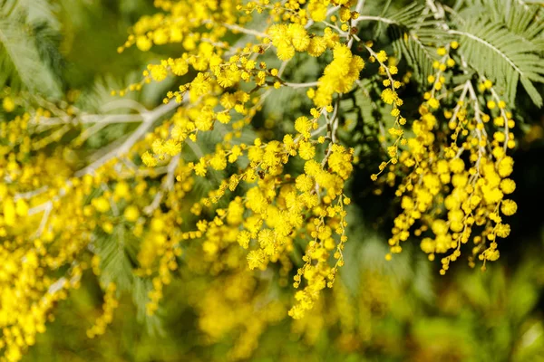 Bellissimi rami mimosa all'aperto, fiori gialli per la giornata delle donne — Foto Stock