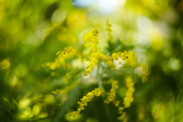 Beautiful mimosa branches outdoor, yellow flowers for womens day — 스톡 사진