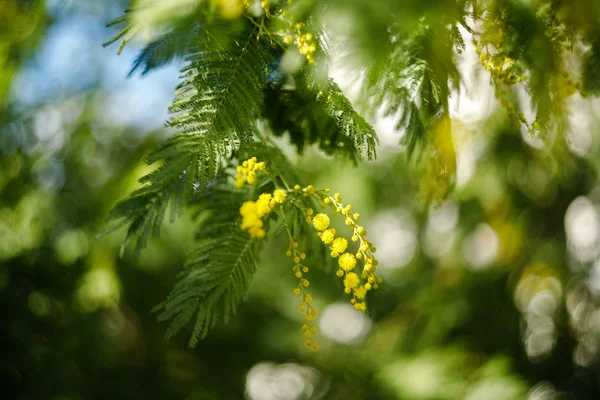 Frumoase mimosa ramuri în aer liber, flori galbene pentru ziua femeilor — Fotografie, imagine de stoc