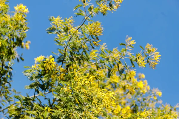 Belos ramos mimosa ao ar livre, flores amarelas para o dia das mulheres — Fotografia de Stock