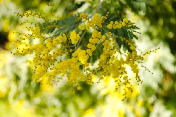 Bellissimi rami mimosa all'aperto, fiori gialli per la giornata delle donne — Foto Stock