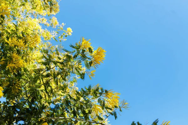 Bellissimi rami mimosa all'aperto, fiori gialli per la giornata delle donne — Foto Stock