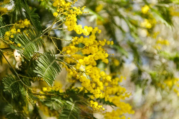 Bellissimi rami mimosa all'aperto, fiori gialli per la giornata delle donne — Foto Stock