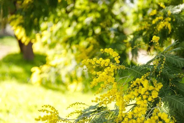 Belos ramos mimosa ao ar livre, flores amarelas para o dia das mulheres — Fotografia de Stock