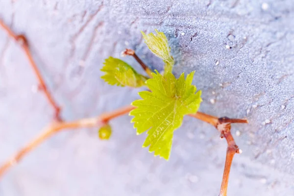 First spring leaves of grapes plant. close up shot of tiny buds. — 스톡 사진