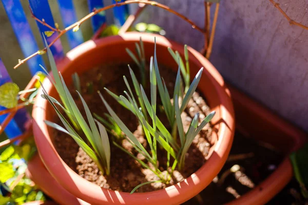 home gardening, first leaves of narcissus flowers in spring.