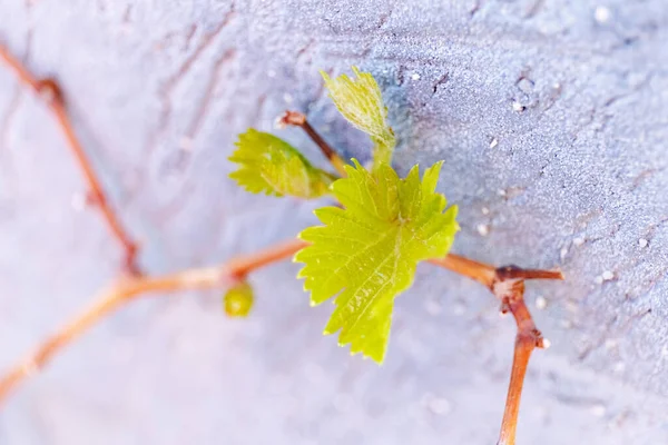 First spring leaves of grapes plant. close up shot of tiny buds. — Stock Image First spring leaves of grapes plant. close up shot of tiny buds. Stock Photo