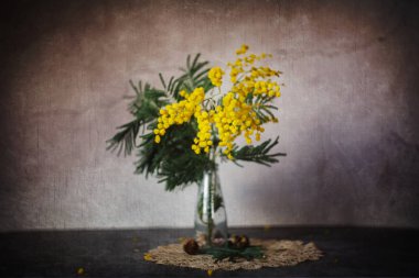 Mimoza çiçekleriyle hayat, kavramsal stil, sanatsal noi