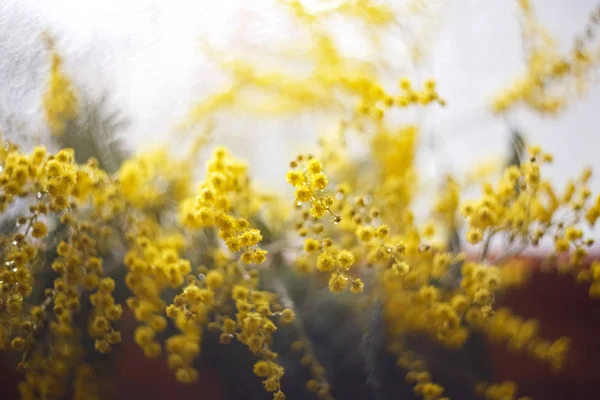 Primavera mimosa flores, close-up do buquê — Fotografia de Stock