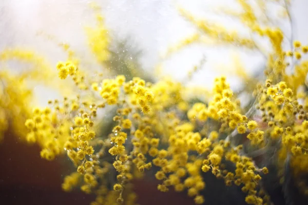 Primavera mimosa flores, close-up do buquê — Fotografia de Stock