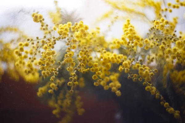 Primavera mimosa flores, close-up do buquê — Fotografia de Stock