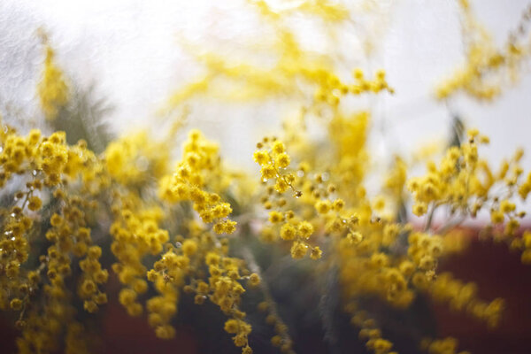 Spring mimosa flowers, close up of bouquet — Stock Photo, Image