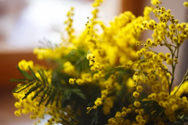 Primavera mimosa flores, close-up do buquê — Fotografia de Stock
