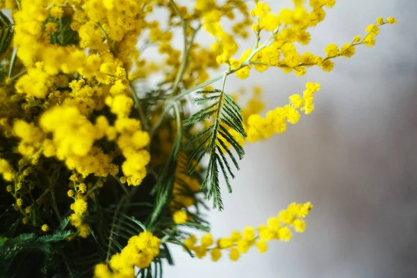 Primavera mimosa flores, close-up do buquê — Fotografia de Stock