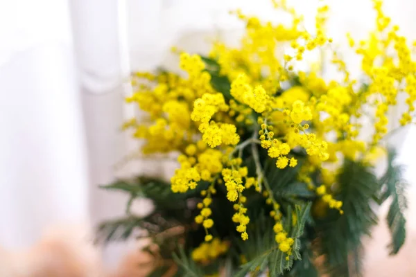 Primavera mimosa flores, close-up do buquê — Fotografia de Stock