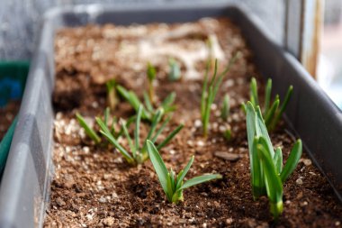 Bahar çiçeklerinin ilk filizleri. Bir vazoda büyüyen ampuller