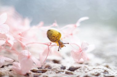 Çiçeklerin üzerinde salyangoz olan yumuşak odaklı makro çekimler. Pastel co