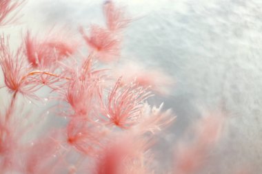 Çiyli pastel çiçeklerden makro bir yudum. Yumuşak odak.