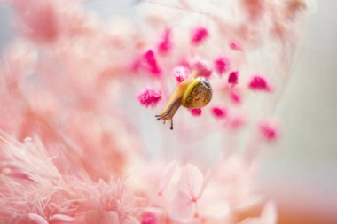 Çiçeklerin üzerinde salyangoz olan yumuşak odaklı makro çekimler. Pastel co