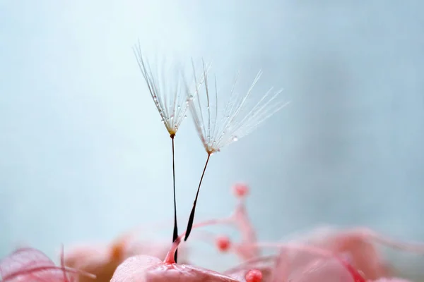 Macro tiro de dentes-de-leão com gotas de água. Tonificação pastel, sof — Fotografia de Stock