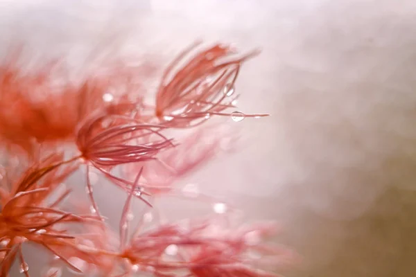 Макрозйомка пастельних квітів з краплями роси. М'який фокус . — стокове фото