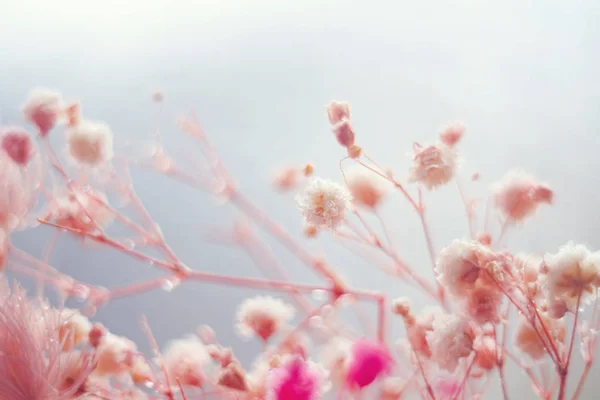 Макрозйомка пастельних квітів з краплями роси. М'який фокус . — стокове фото