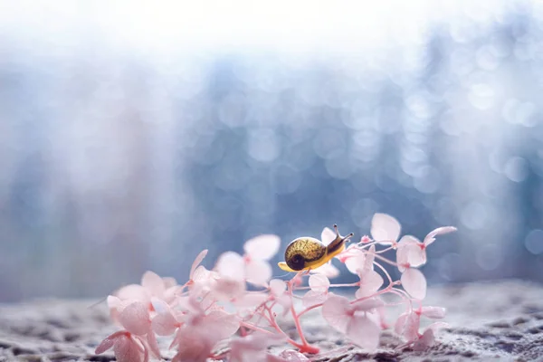 М'які макрознімки фокусу з маленьким равликом на квітах. Пастельна кооперація — стокове фото