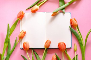 Pembe arka planda turuncu laleler olan bahar dairesi. İlan için boşluk kopyala.