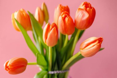 Açık pembe arka planda renkli turuncu laleler. Anneler günü hediyesi..