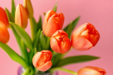 Açık pembe arka planda renkli turuncu laleler. Anneler günü hediyesi..