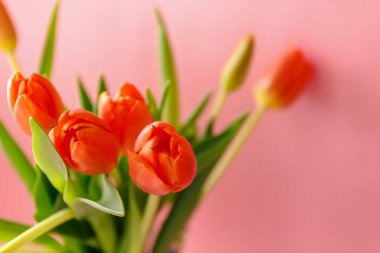 Açık pembe arka planda renkli turuncu laleler. Anneler günü hediyesi..