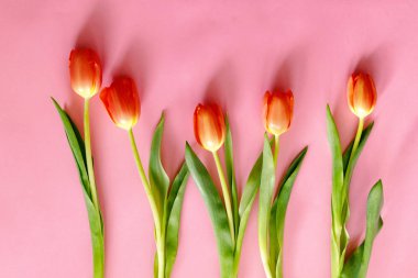 Açık pembe arka planda renkli turuncu laleler. Anneler günü hediyesi..