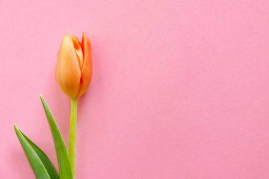 Açık pembe arka planda renkli turuncu laleler. Anneler günü hediyesi..