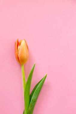 Açık pembe arka planda renkli turuncu laleler. Anneler günü hediyesi..