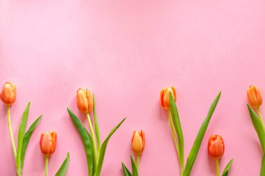 Açık pembe arka planda renkli turuncu laleler. Anneler günü hediyesi..