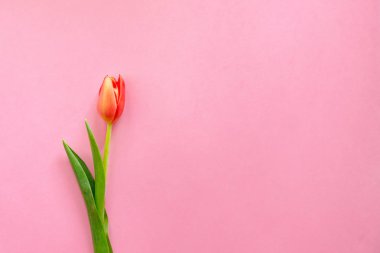 Açık pembe arka planda renkli turuncu laleler. Anneler günü hediyesi..